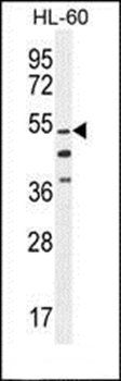 CO044 antibody