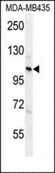 ZC3H3 antibody