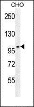 CCDC39 antibody