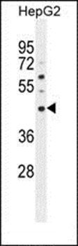 SATL1 antibody