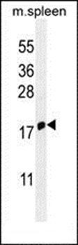 IFITM5 antibody