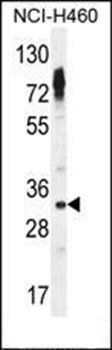 OR2Z1 antibody