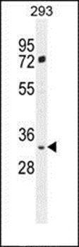 FRG2B antibody