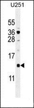 SFT2D2 antibody