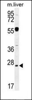 NPS3A antibody
