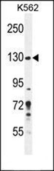 PLEKHG3 antibody