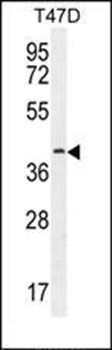 FBLN7 antibody