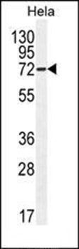 APG7L-D555 antibody