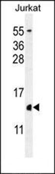 H2AFZ antibody