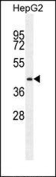 PRRT1 antibody