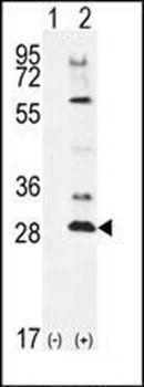 TSSK4 antibody