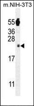 FA96A antibody