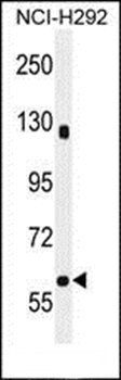 SPA5L antibody