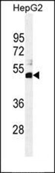 SPDYE1 antibody