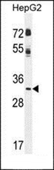 CCNG1 antibody