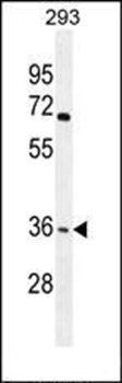 OR4F15 antibody