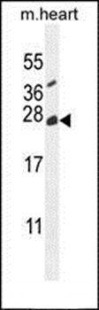 TNFAIP8L2 antibody
