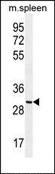 CCDC84 antibody