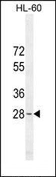 METTL10 antibody