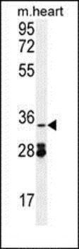 OXNAD1 antibody