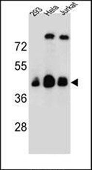 OR4C13 antibody