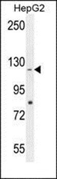 CCDC15 antibody
