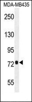 CCDC81 antibody