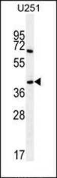 PRR16 antibody