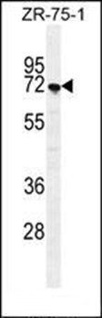 SUSD5 antibody