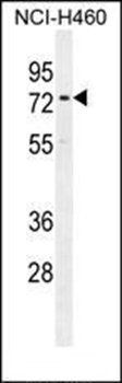 CCDC63 antibody