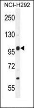 NBPF8 antibody