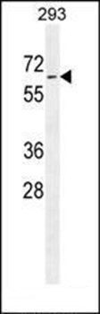 PLD5 antibody