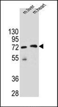 KCTD8 antibody