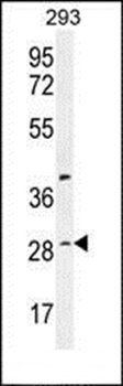 C19orf38 antibody