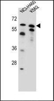 PLAG1 antibody