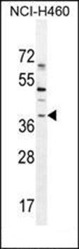 SOX1 antibody