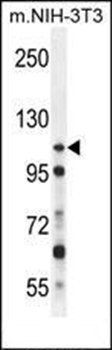 NUP107 antibody