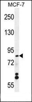 WDR27 antibody
