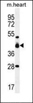 VSIG8 antibody