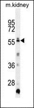 TRIML1 antibody