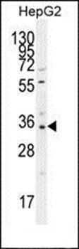 OR52I2 antibody