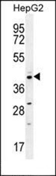 CCNI2 antibody