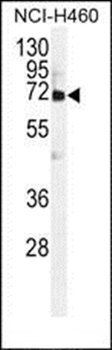 VWA2 antibody
