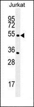 CHRNA2 antibody