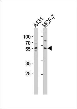 KLF4 antibody