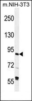 TFIIIC90 antibody