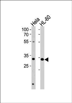 TFAP4 antibody