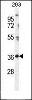 FOLR4 antibody