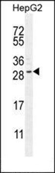 CCDC153 antibody