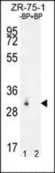 RAB40AL antibody